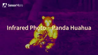 Photo infrarouge de Panda Huahua capturée par le noyau de la caméra infrarouge SensorMicro