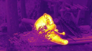 Panda mange du bambou #ThermaImage #InfraredPanda #Episode1