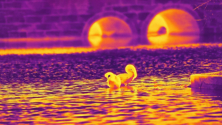Cygne infrarouge - Prise avec un module de caméra infrarouge 640x512/12µm #shorts #infrared #thermalimaging